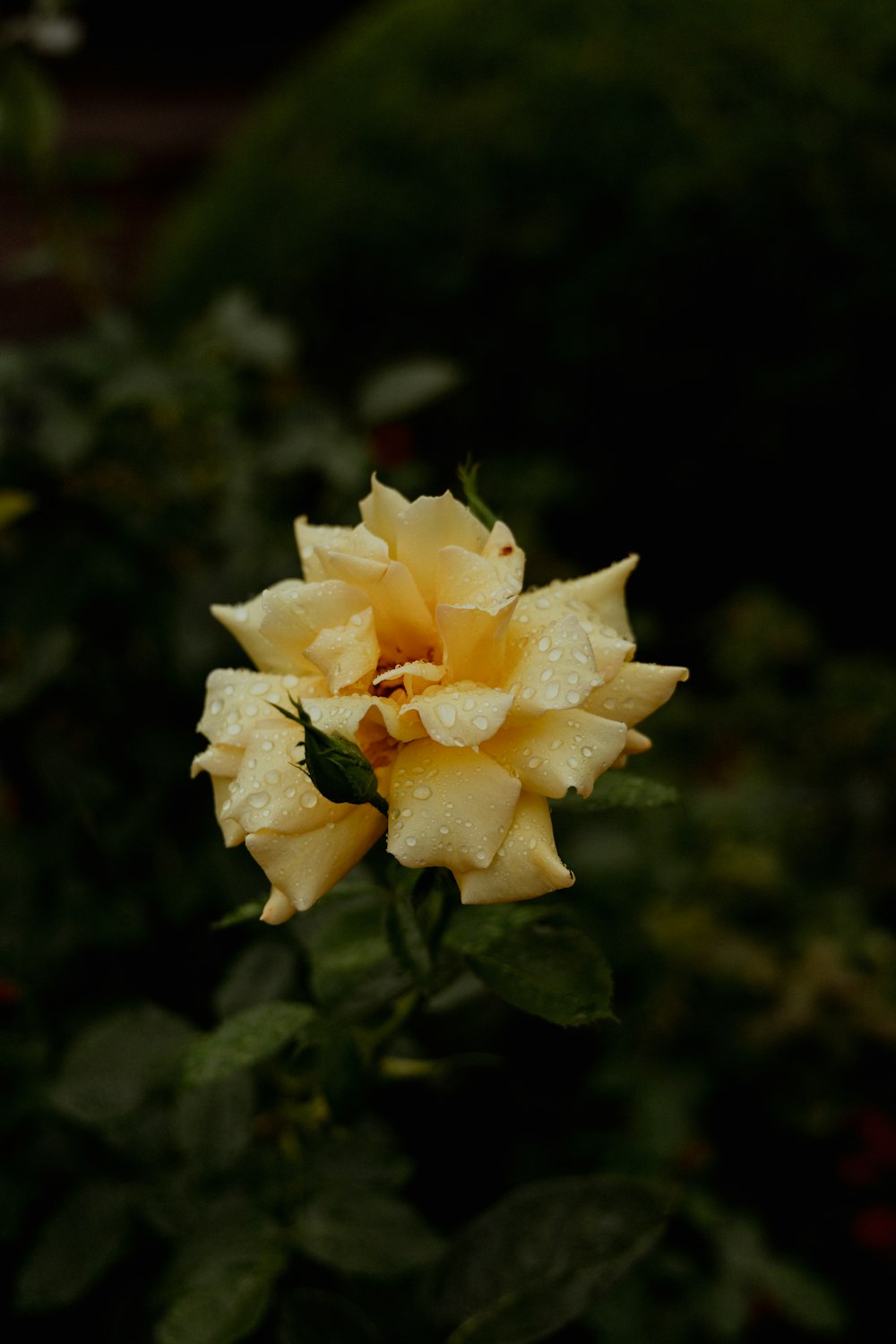 a close up of a flower