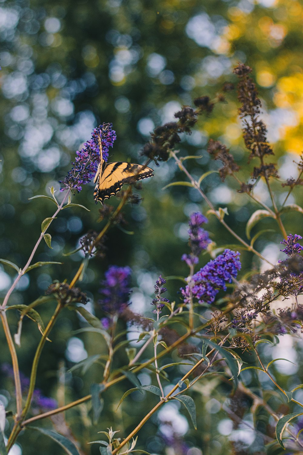 a butterfly on a flower