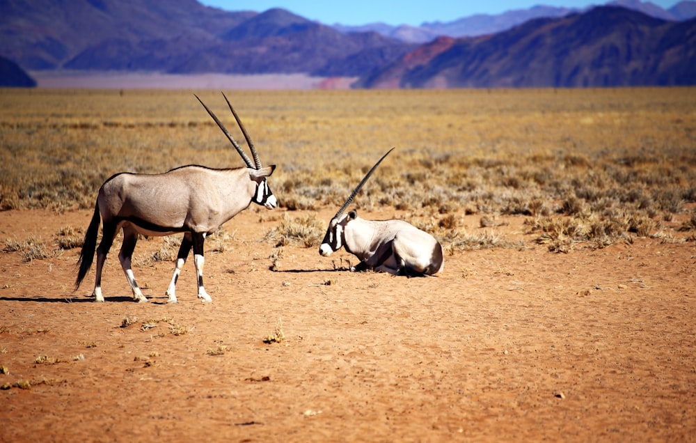 a couple of animals with horns