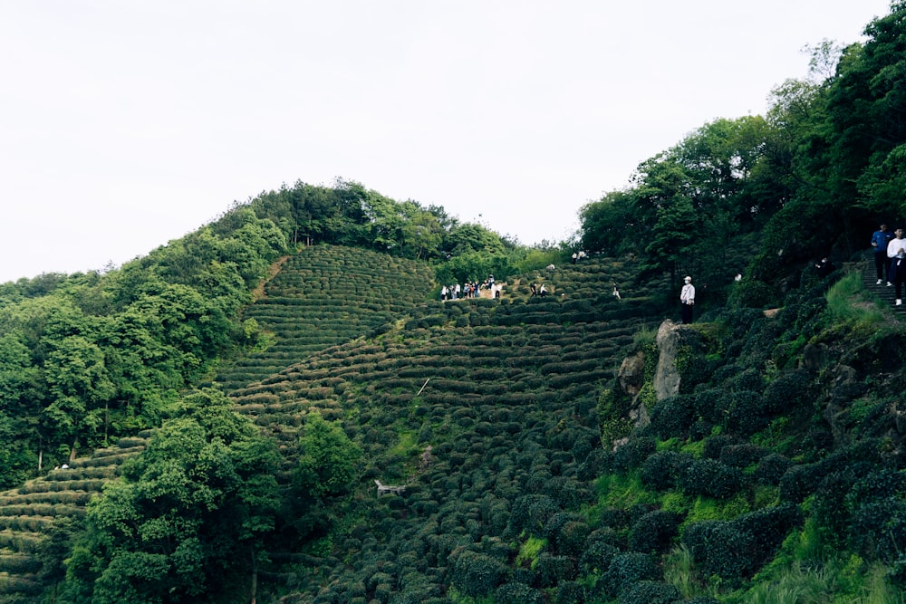 people walking on a path in a green valley