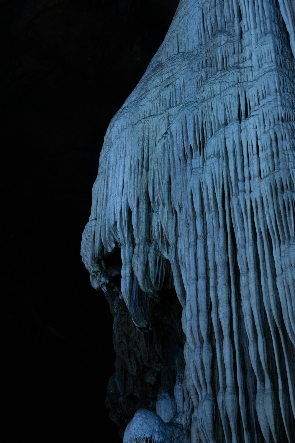 a close-up of a tree trunk