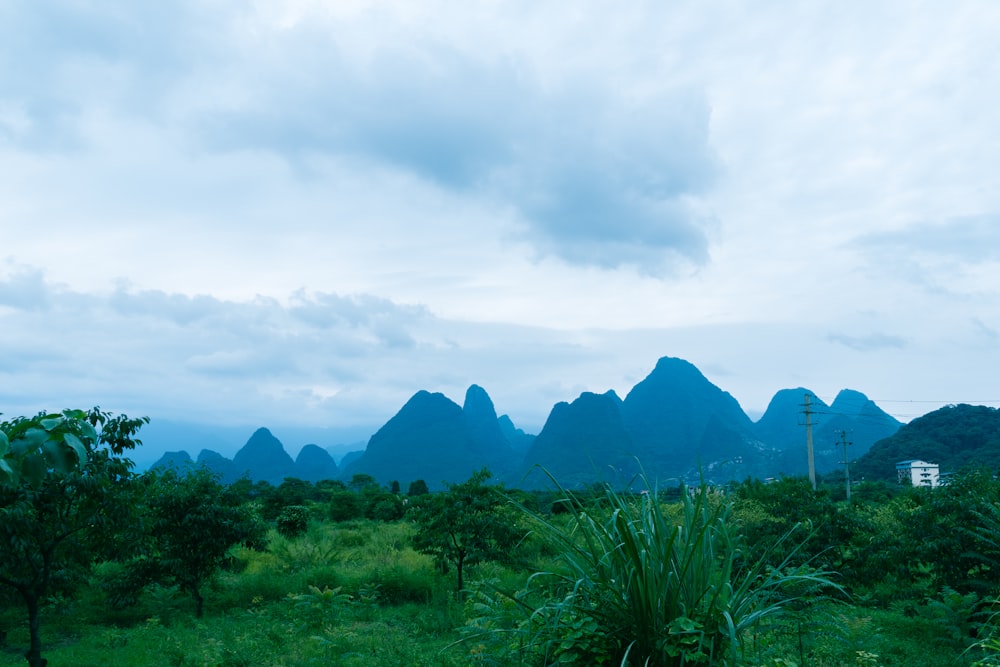 a landscape with trees and mountains in the background