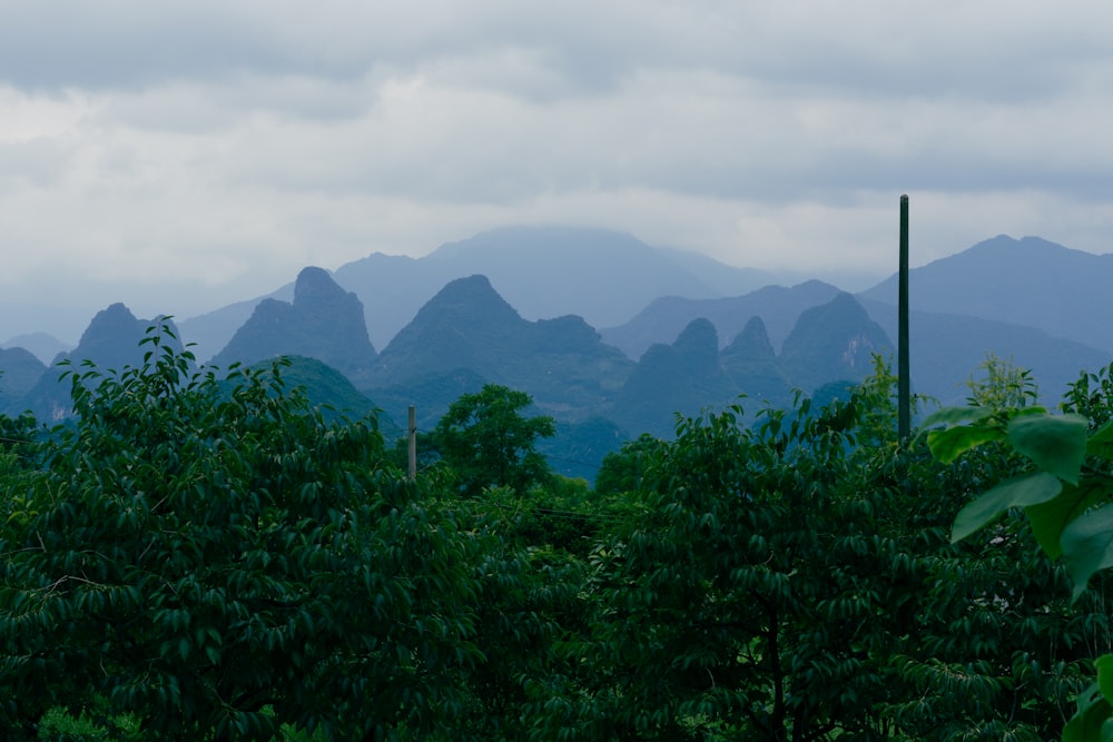 a group of trees and plants with mountains in the background