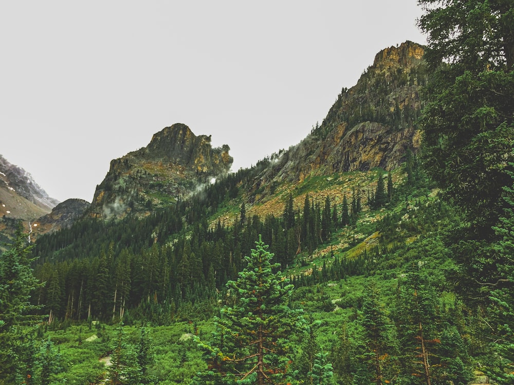 a forest of trees on a mountain