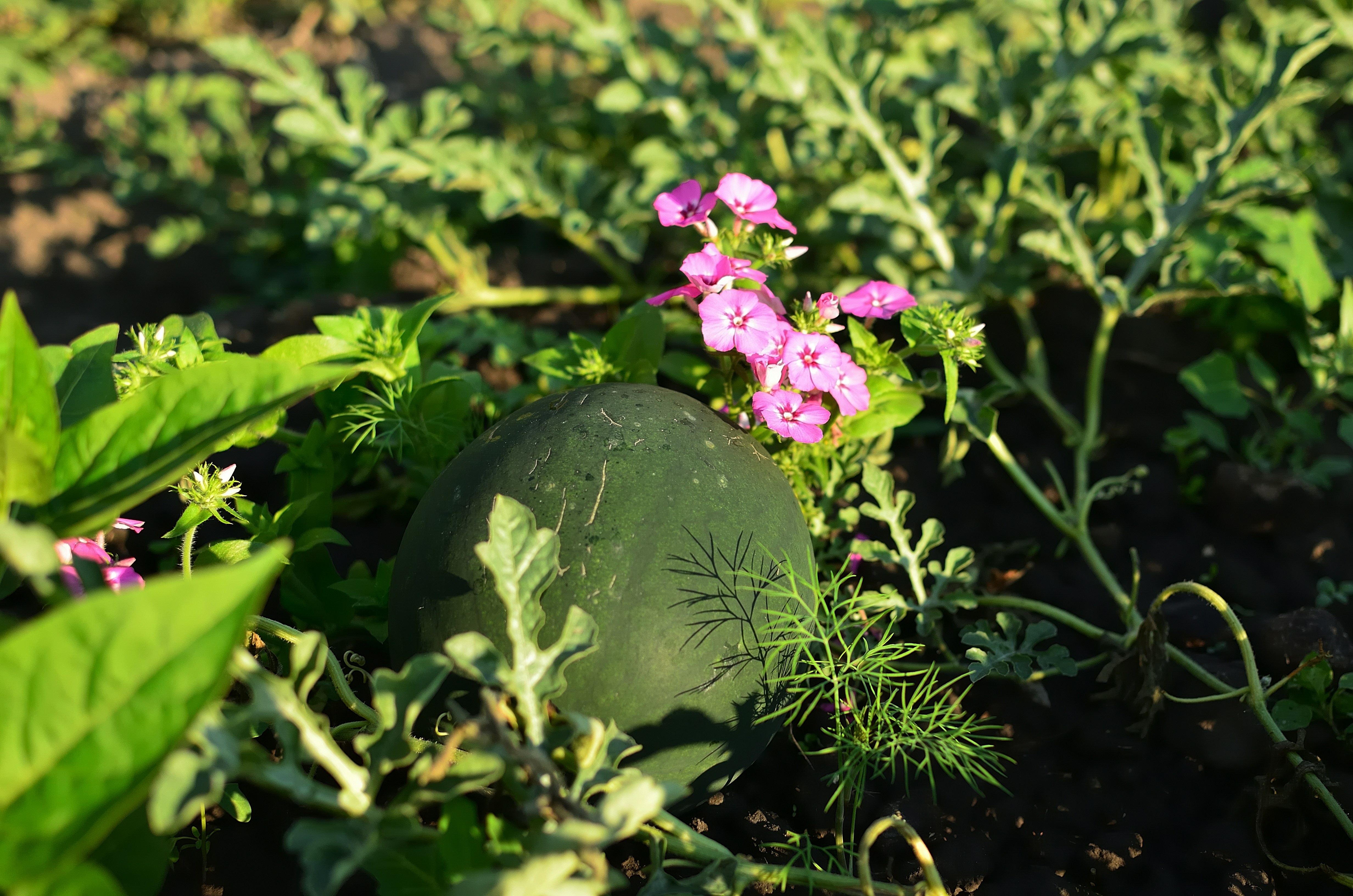 a green leaf on a plant