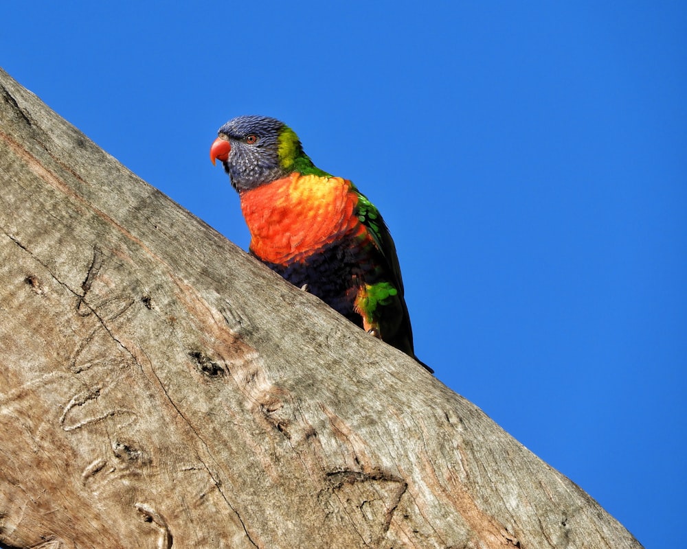 a colorful bird on a tree