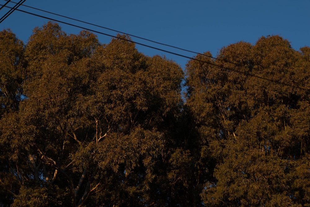 a group of trees with yellow leaves