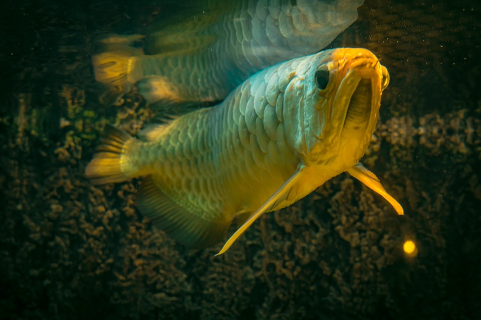 World of Arowanas: Species, Care Tips, and Potential Challenges