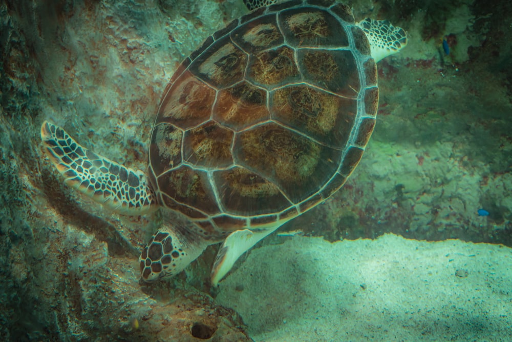 une tortue nageant dans l’eau