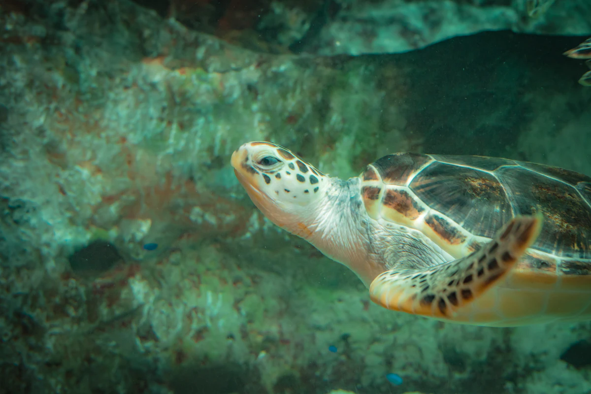 Tortuga acuática en su acuaterrario con plataforma