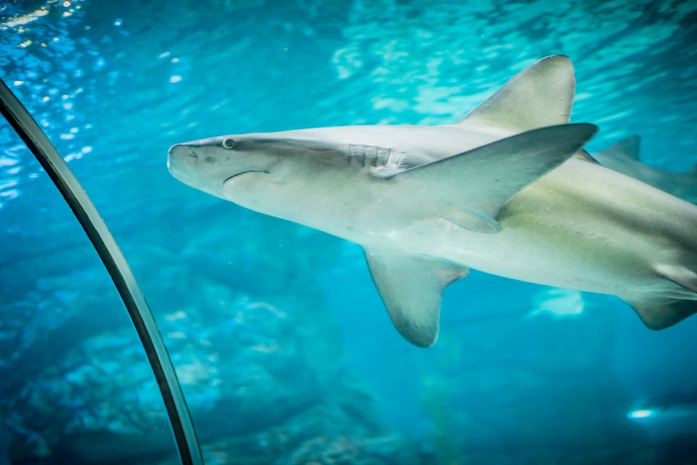 a shark swimming underwater