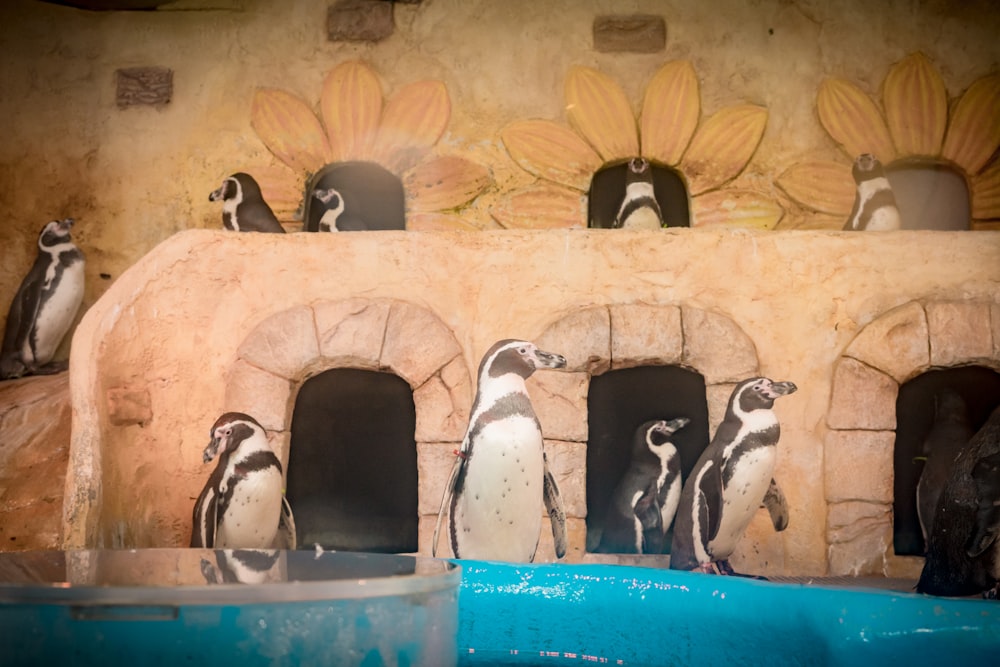 a group of penguins in a room