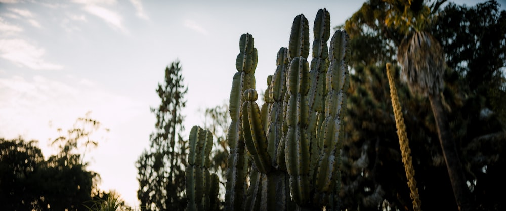 a group of cactus