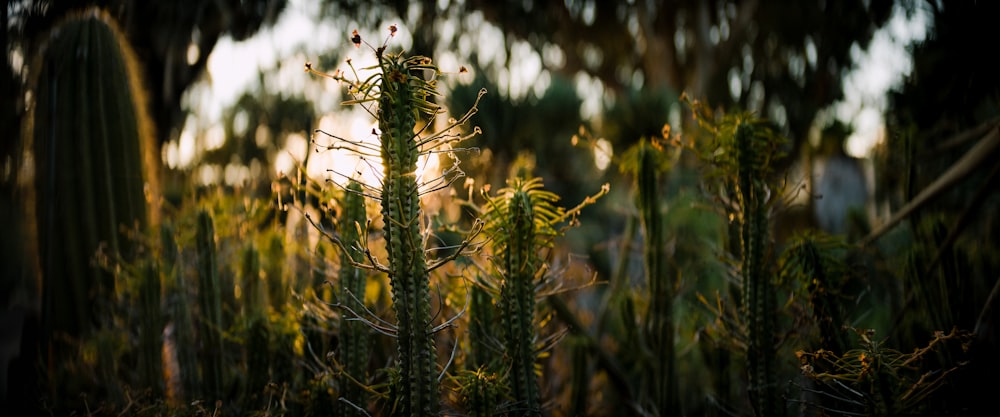 a close-up of some plants