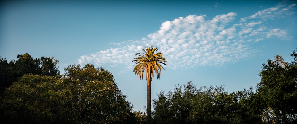 a tall palm tree with a blue sky and clouds in the background