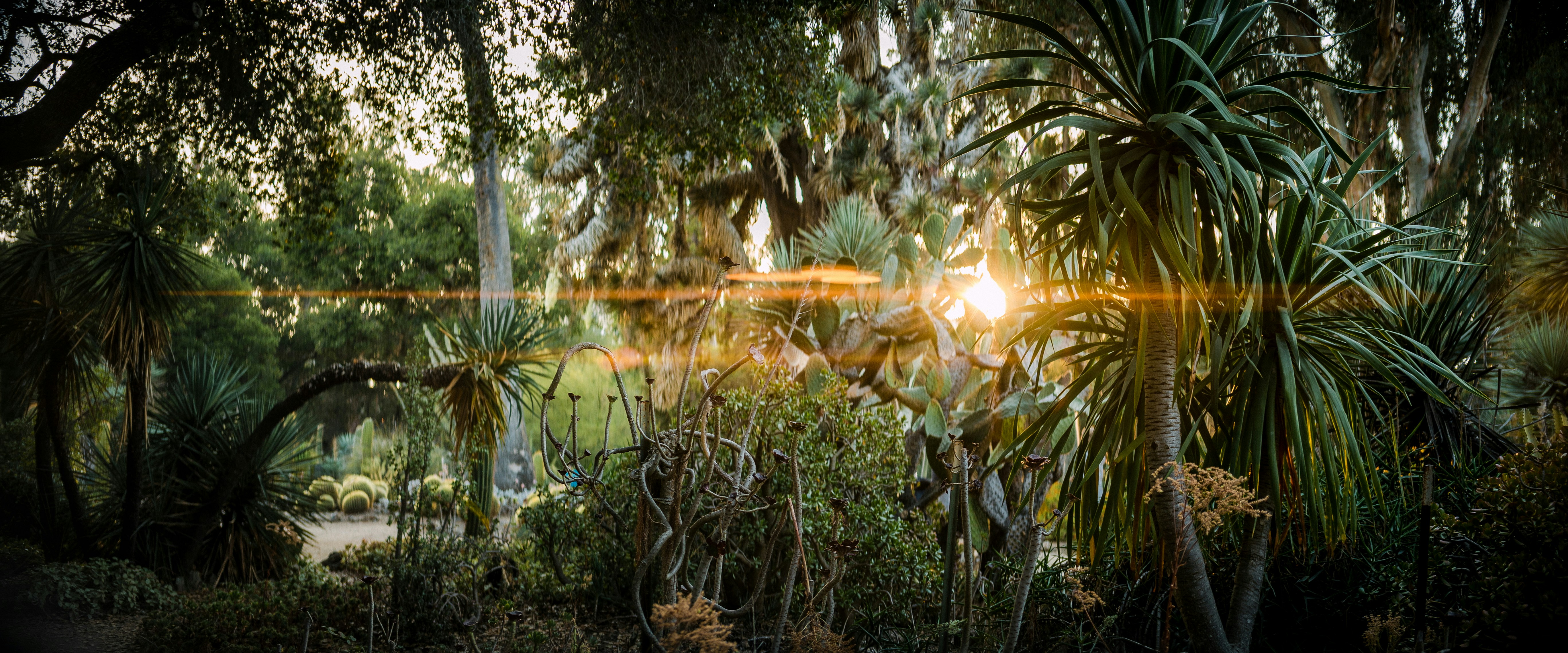 Tropical forest with palm trees