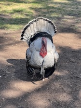 A large turkey stands on a dirt ground, its tail feathers spread out in a fan-like shape. The bird features a predominantly white and black plumage, with a distinctive red wattle on its neck. The sun casts light and shadow across the scene.