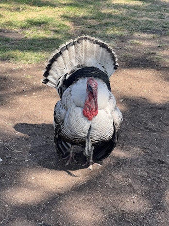 A large turkey stands on a dirt ground, its tail feathers spread out in a fan-like shape. The bird features a predominantly white and black plumage, with a distinctive red wattle on its neck. The sun casts light and shadow across the scene.