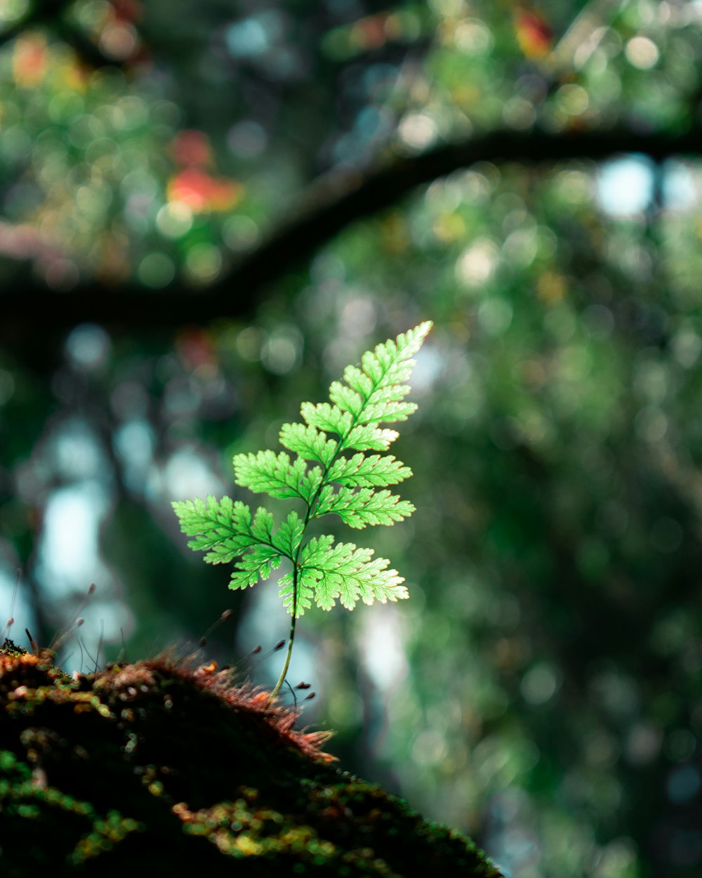 a close up of a green leaf