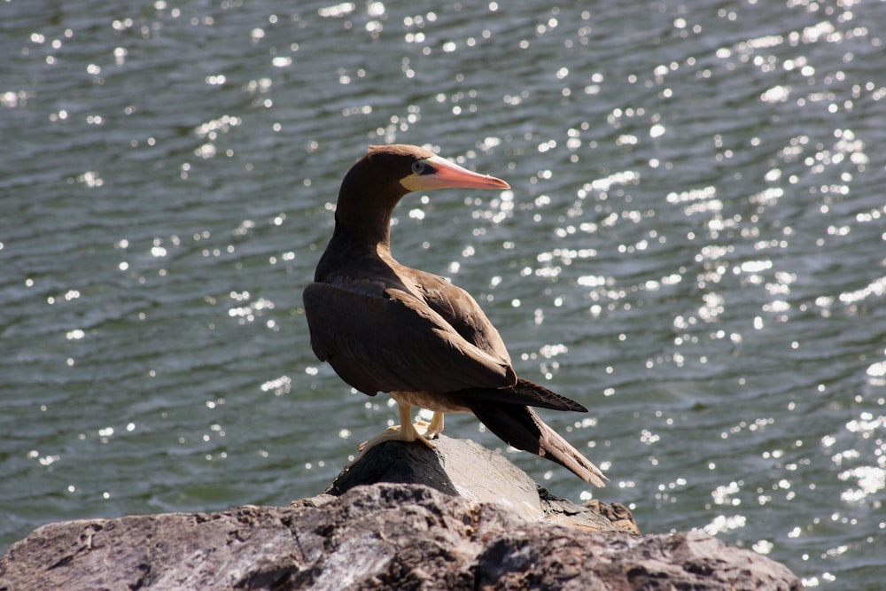 a bird standing on a rock