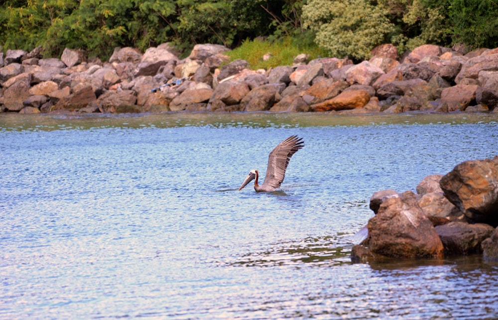 a bird flying over water