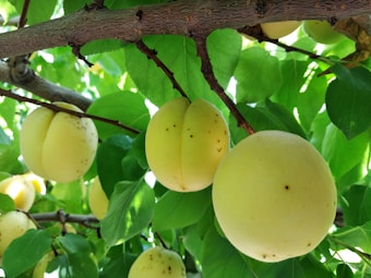A group of ripe, pale yellow apricots hang from tree branches surrounded by lush, green leaves. The apricots display small brown spots and are clustered together, indicating they are ready for harvest. The bright sunlight casts shadows and highlights the textures of both the fruit and leaves.