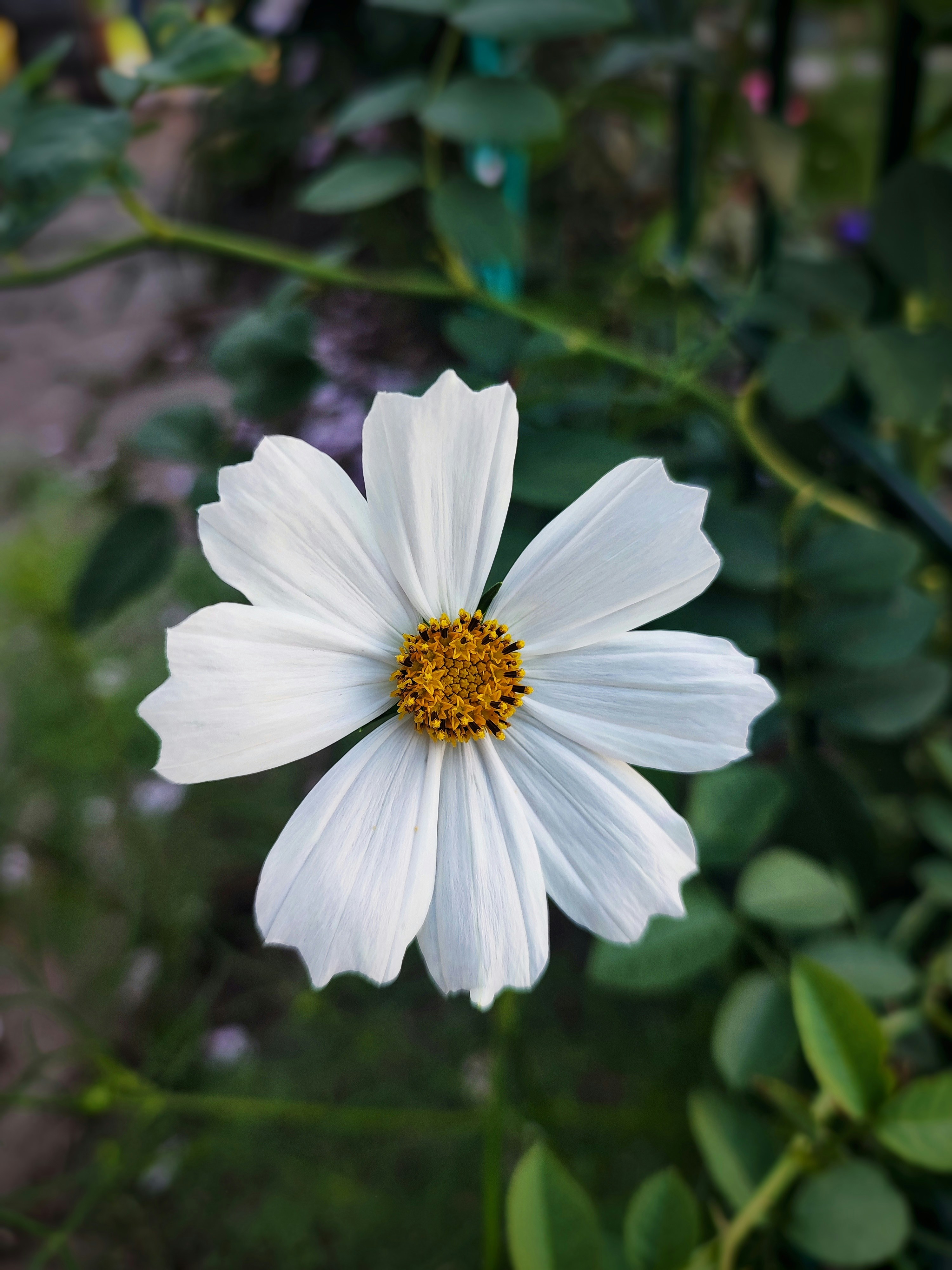 Photo by lilianflower