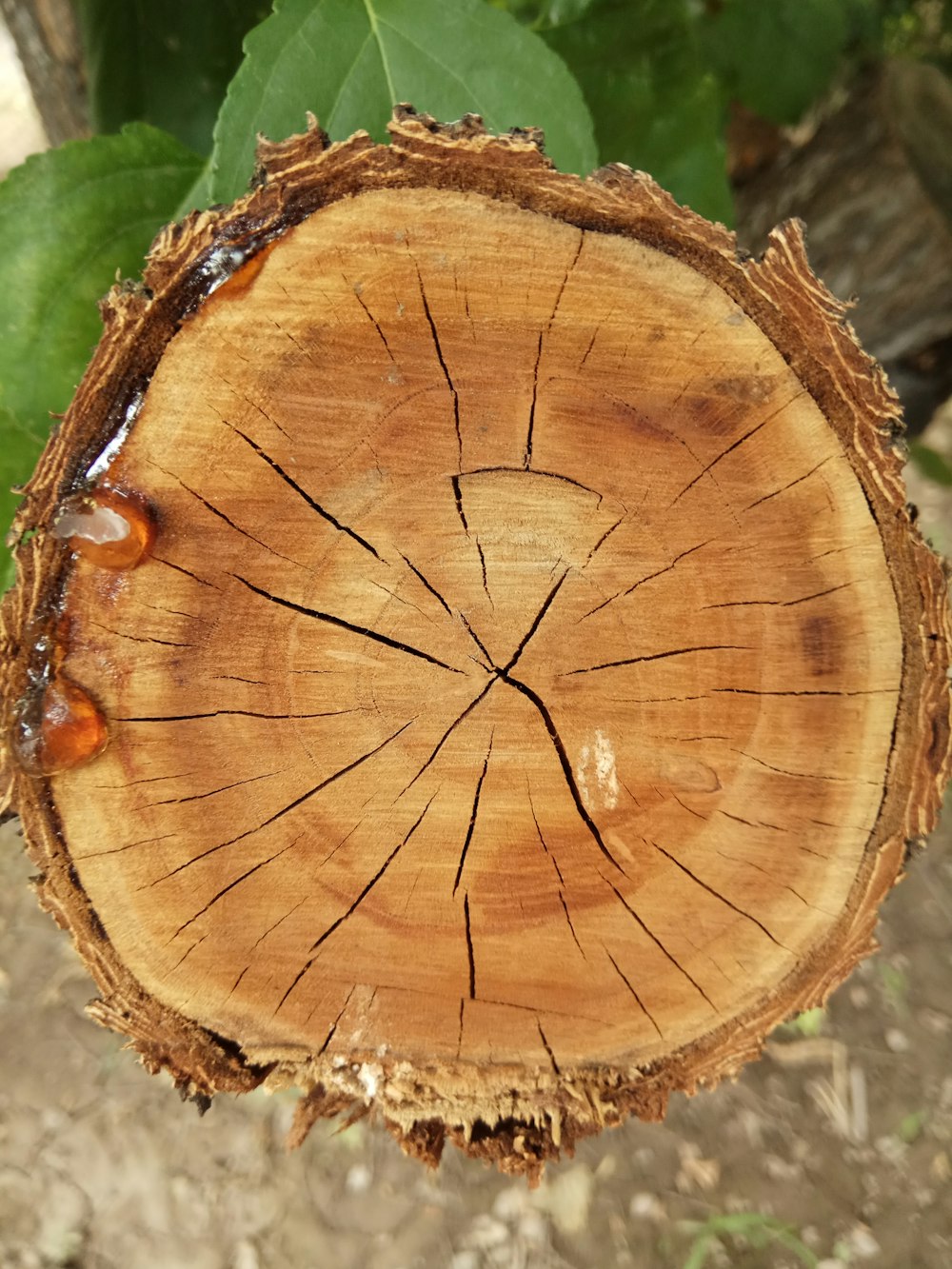 a brown leaf with a design