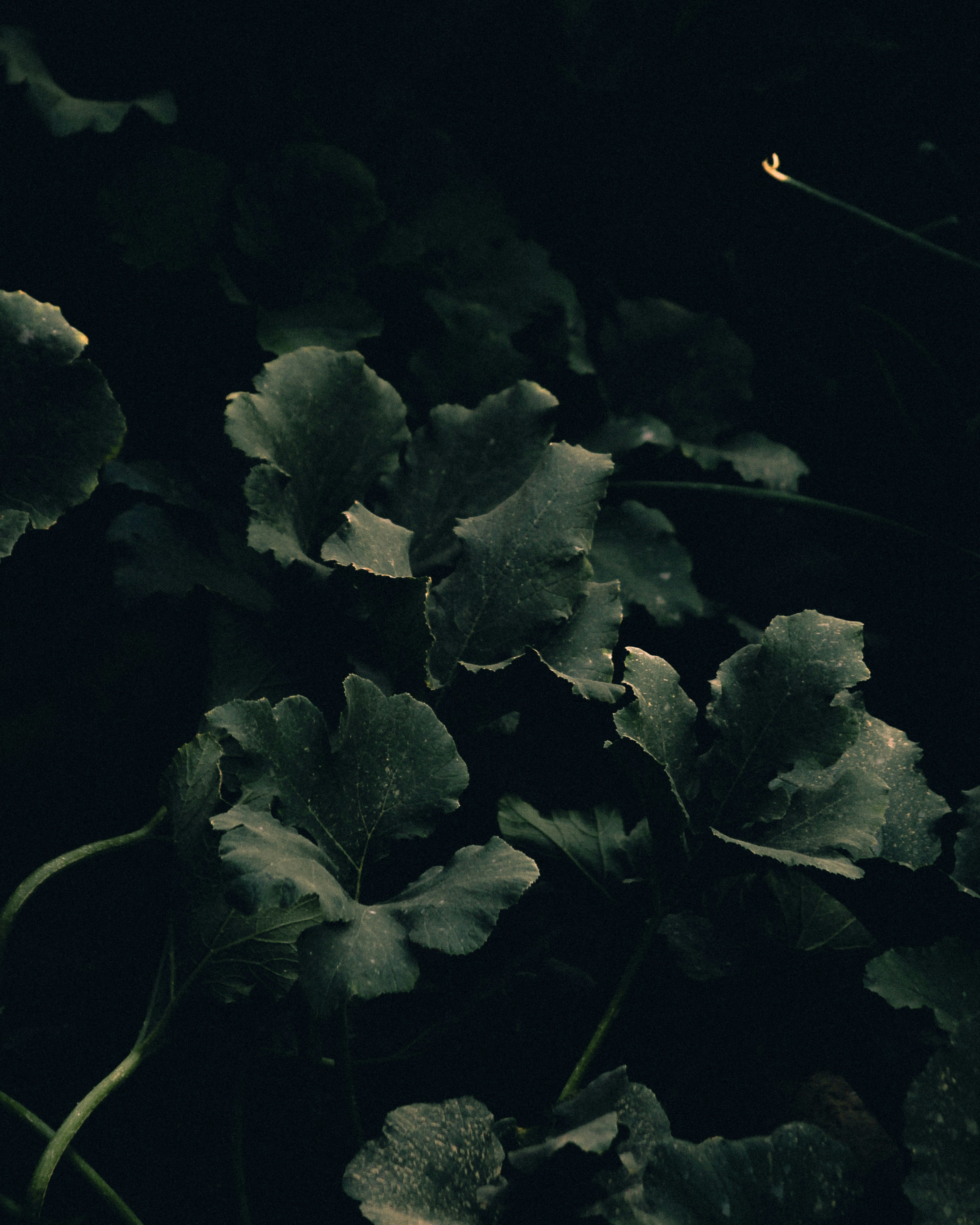 Photo by sulaimanahmadi