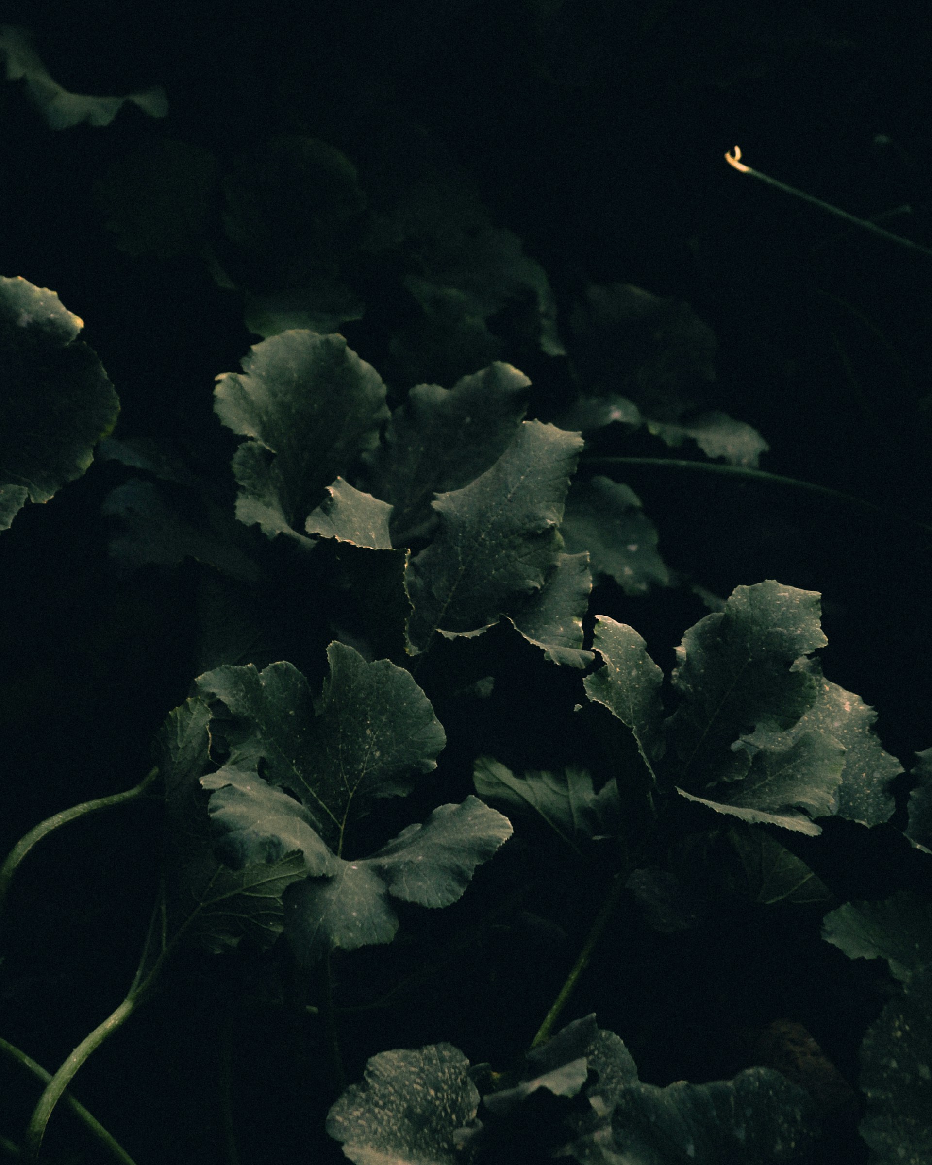 a group of white flowers