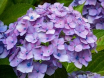 A vibrant cluster of purple hydrangea flowers with a mix of light and dark petals. The flowers display delicate blue centers and are surrounded by lush green leaves, creating a natural and colorful composition.