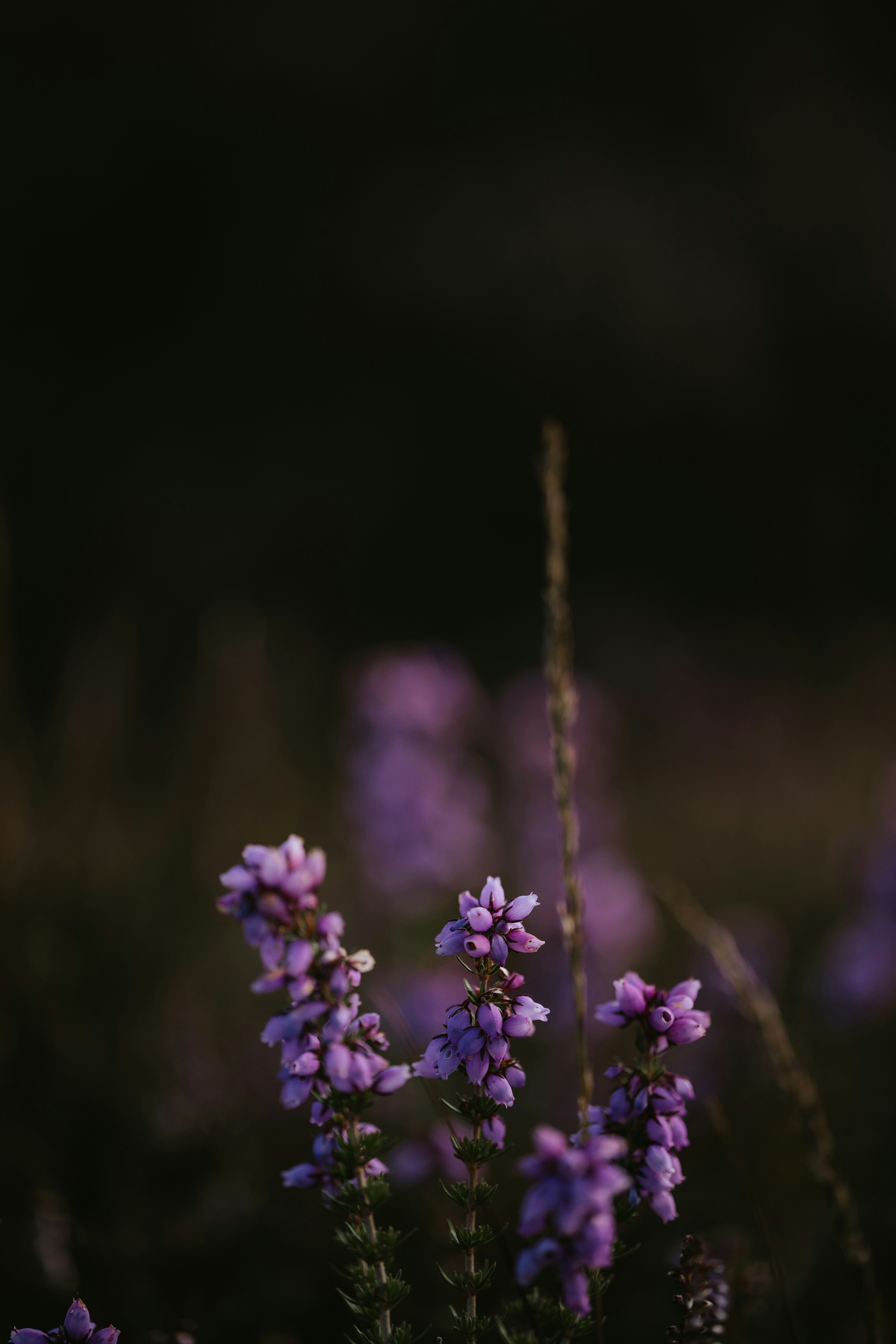 Photo by anniespratt