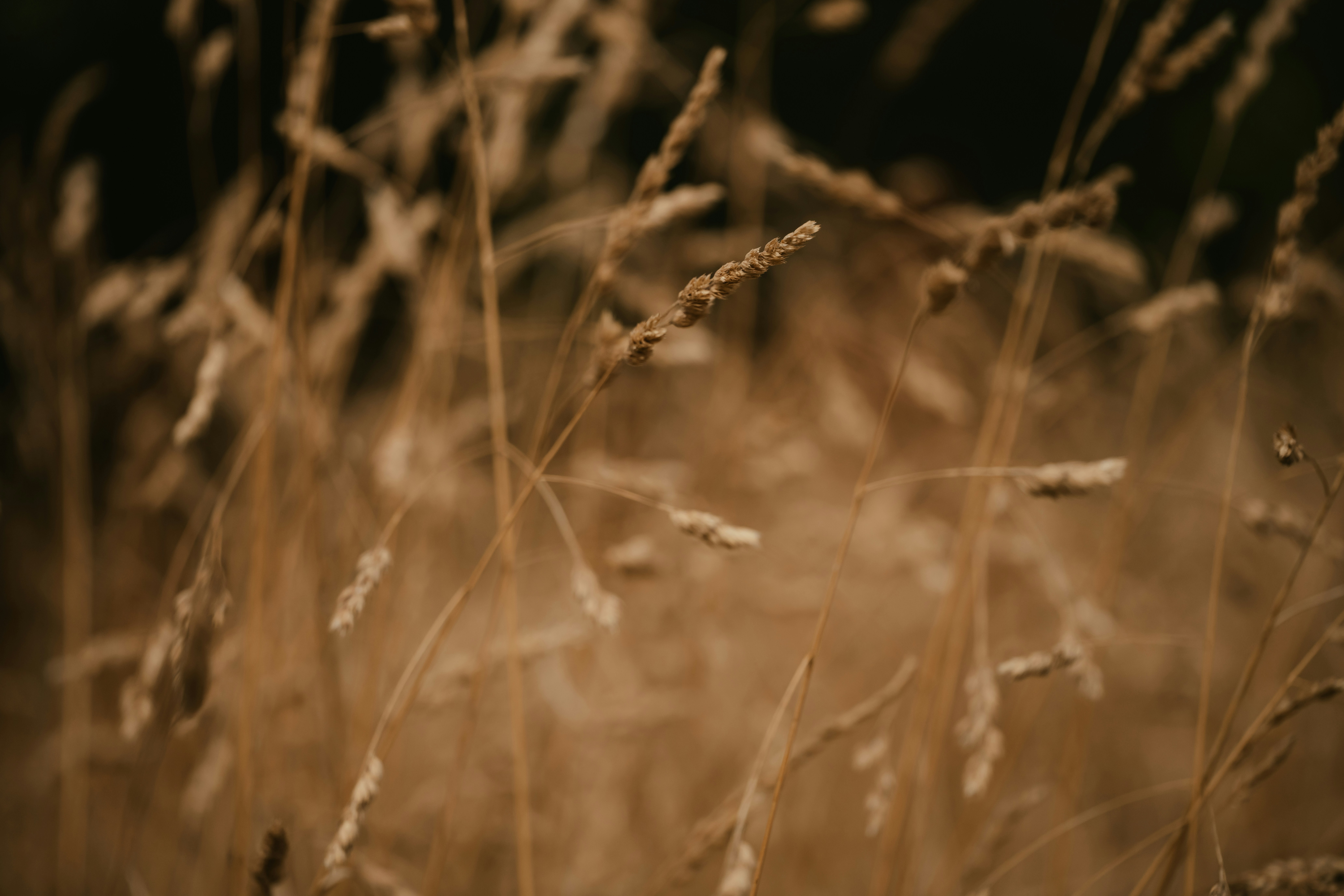 Photo by anniespratt