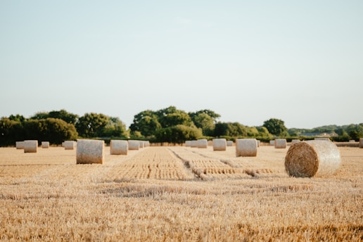 a field of hay bales