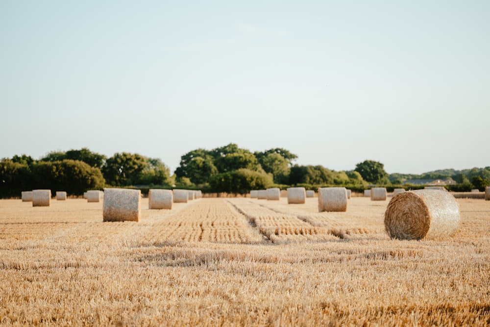 a field of hay bales