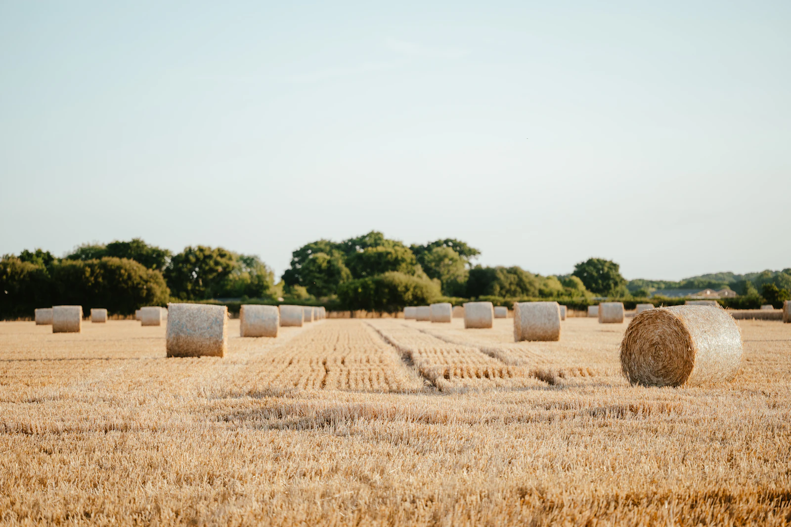 Wheaten hay bales drying in a field