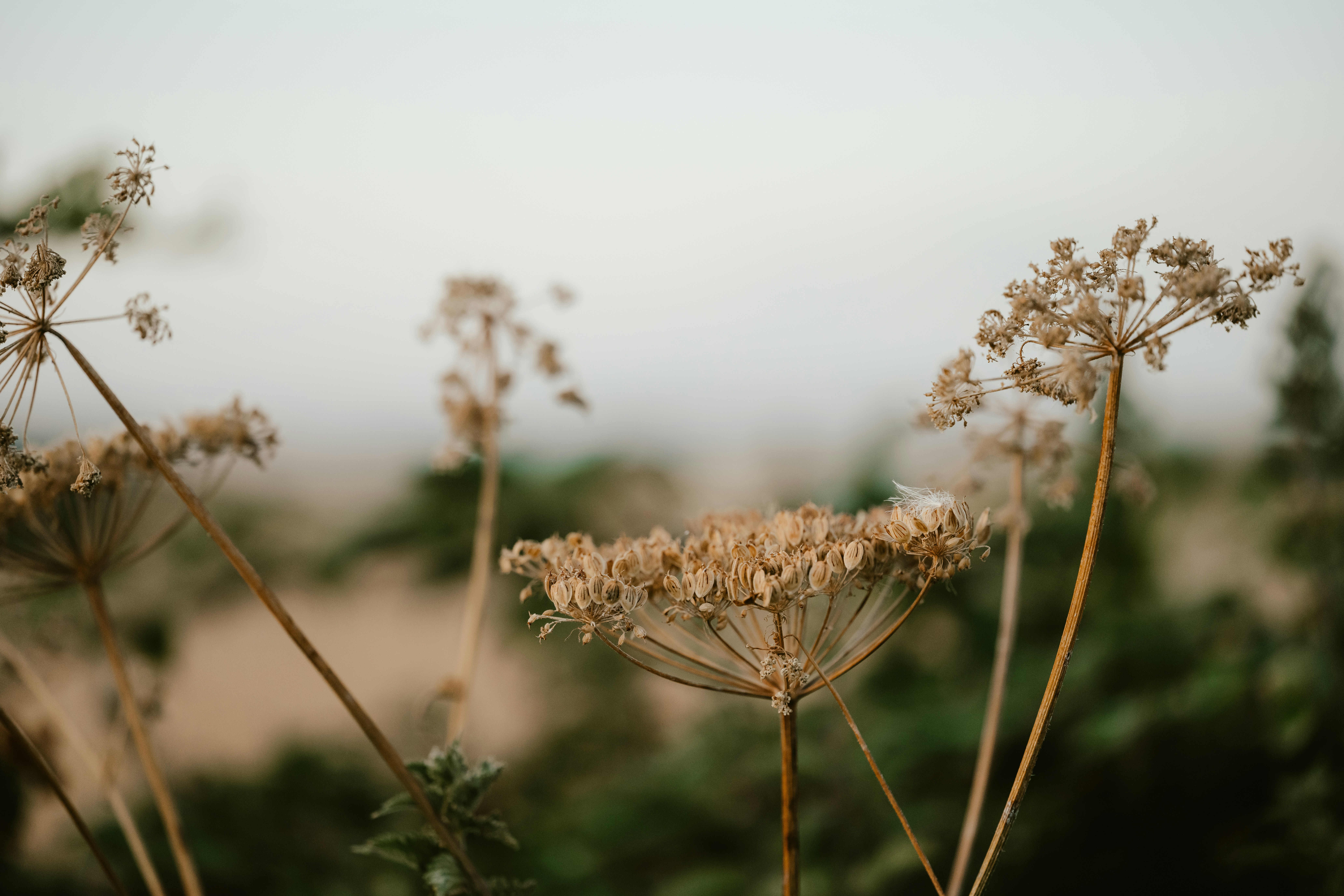 Photo by anniespratt