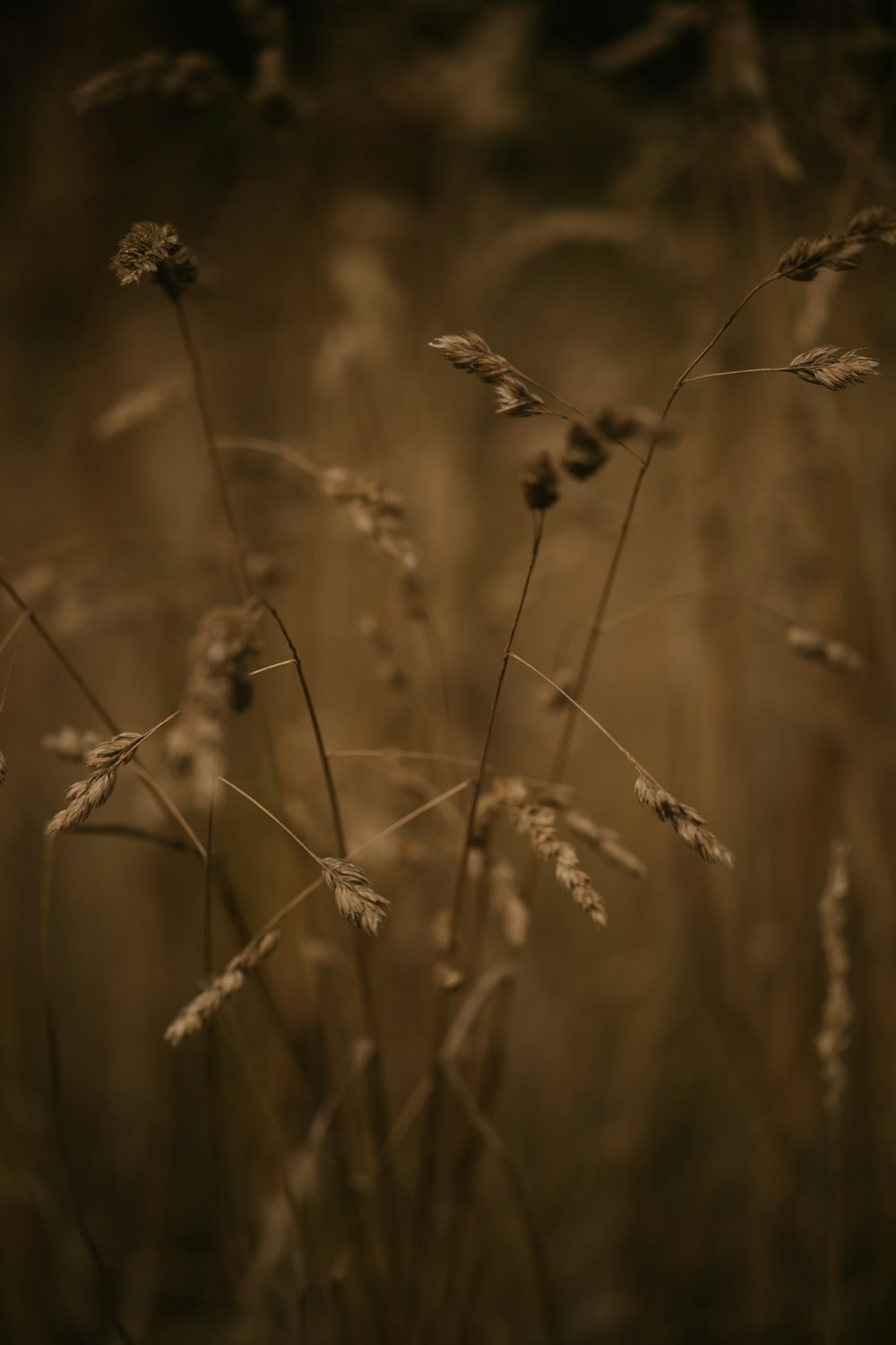 a close up of a plant