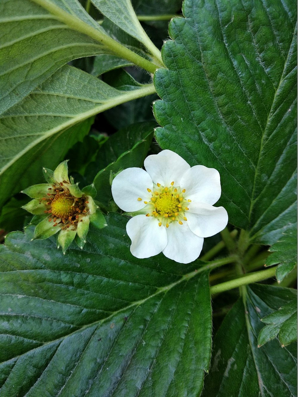 a couple white flowers