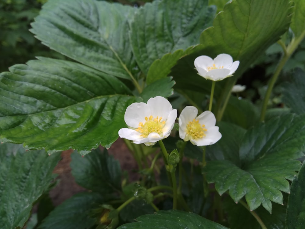 a group of white flowers