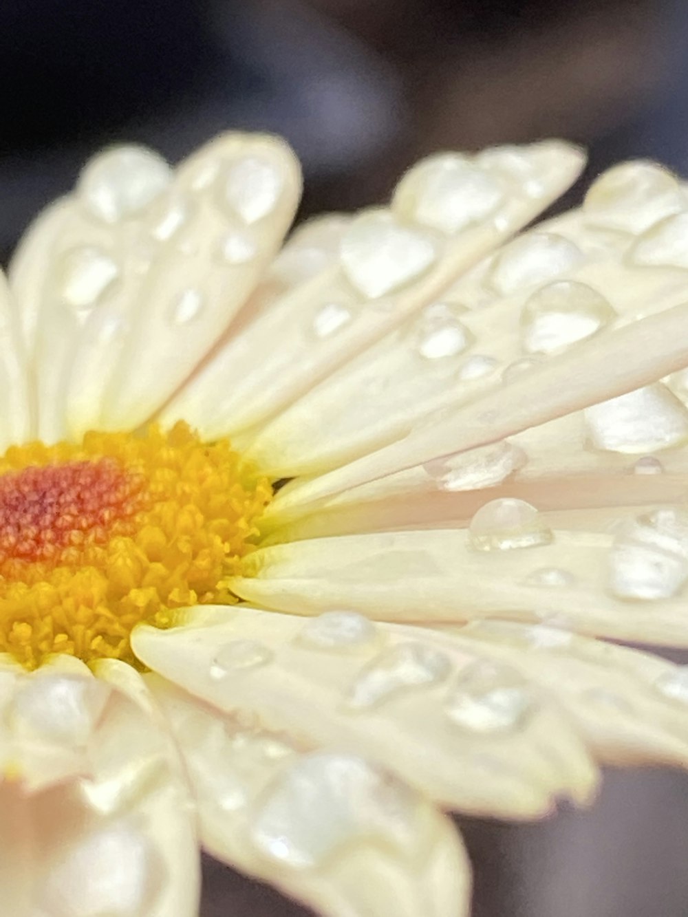 close up of white flowers