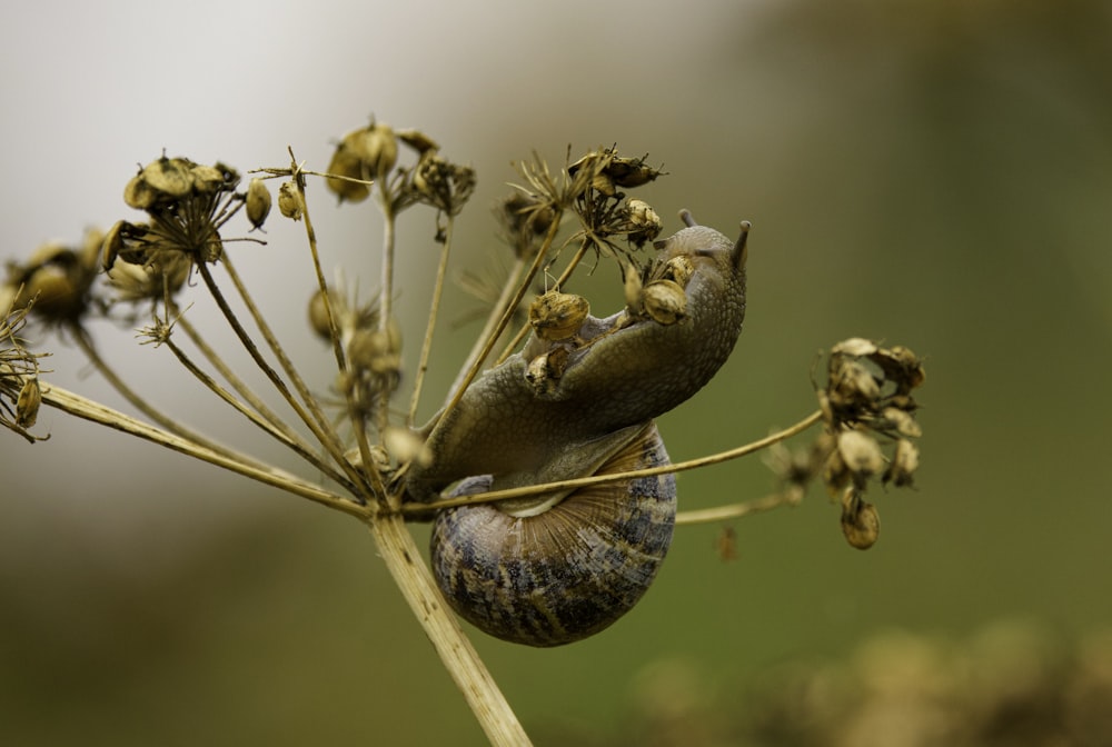 a close-up of a plant