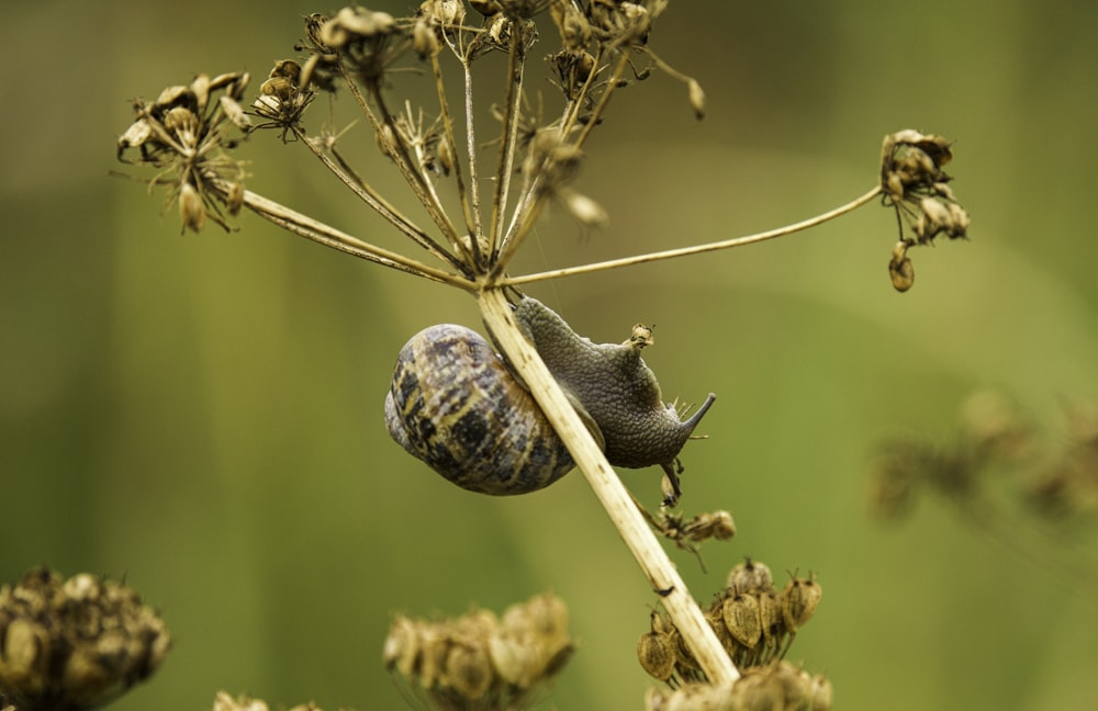 a close-up of a plant