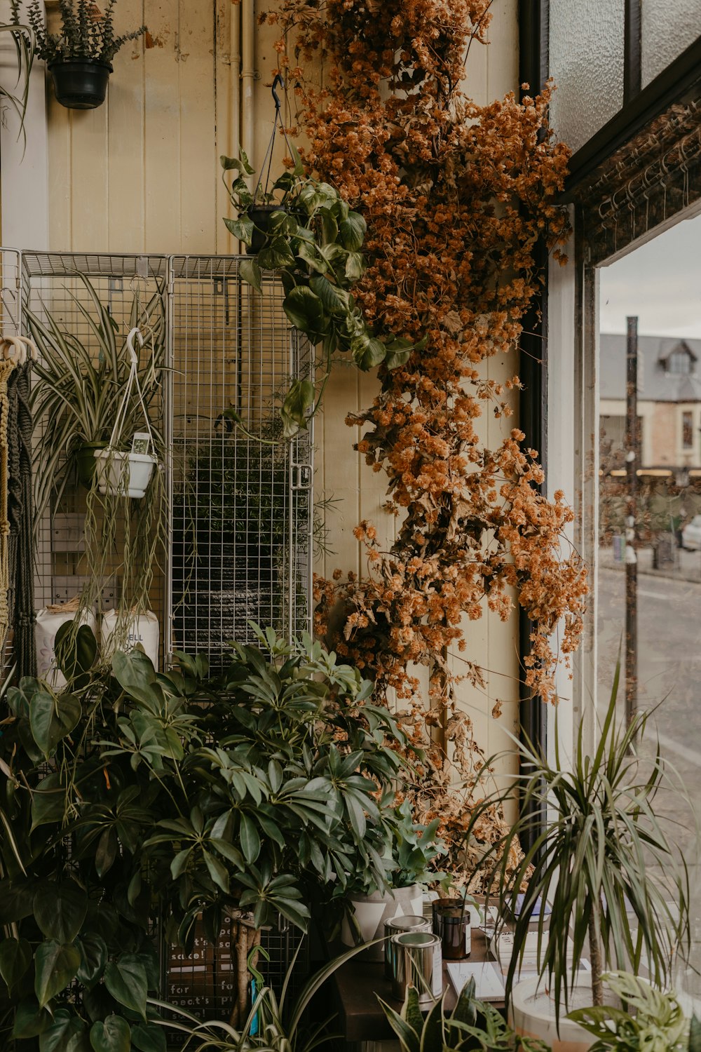 a tree with orange leaves