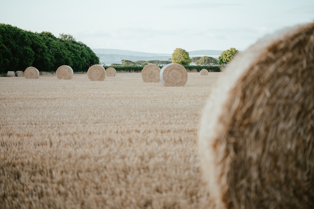 a field of hay bales