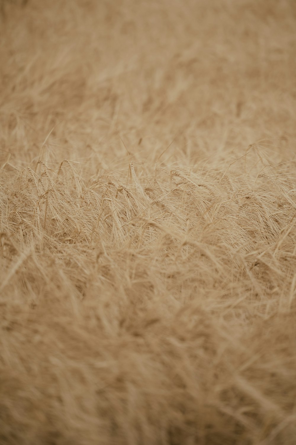 a close up of a wheat field