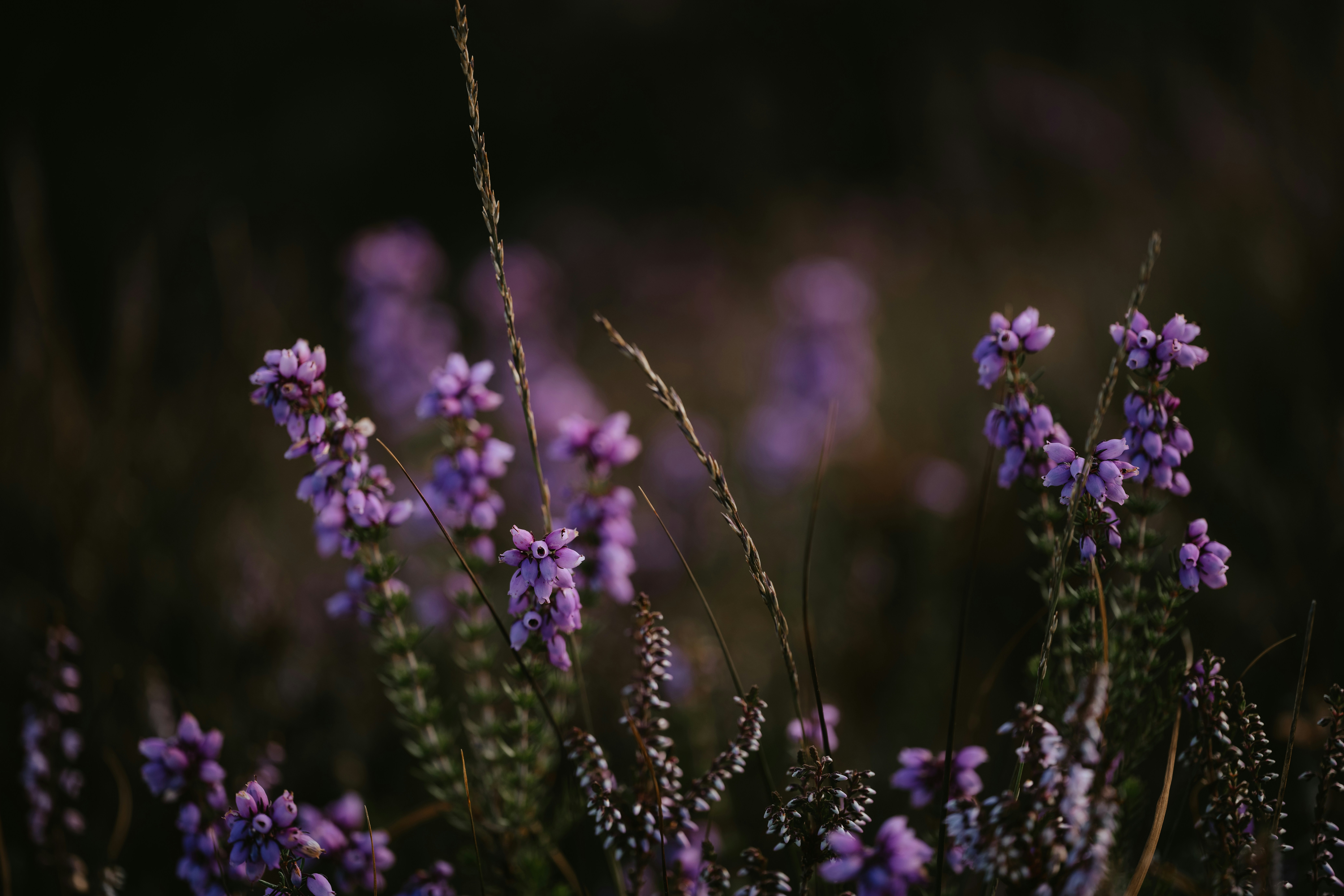 Photo by anniespratt