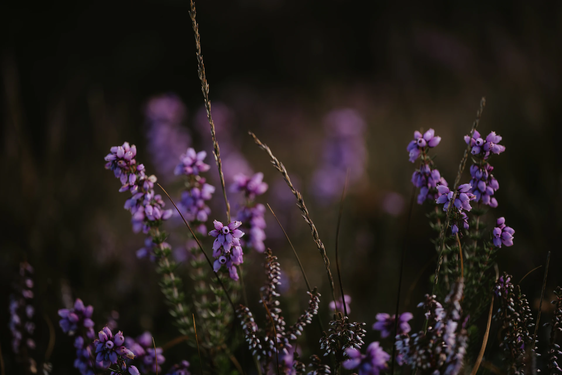 a close up of purple flowers