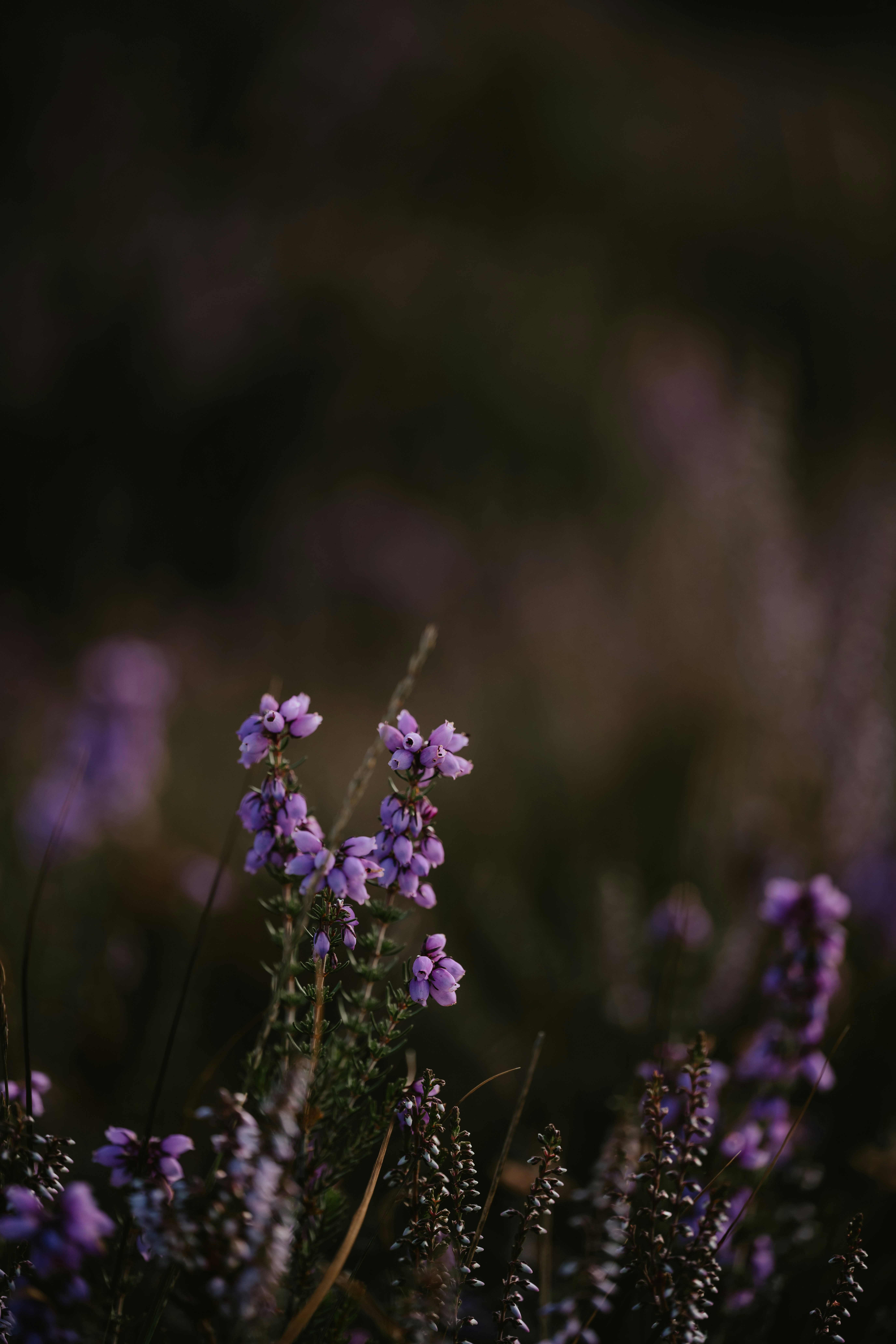 Photo by anniespratt