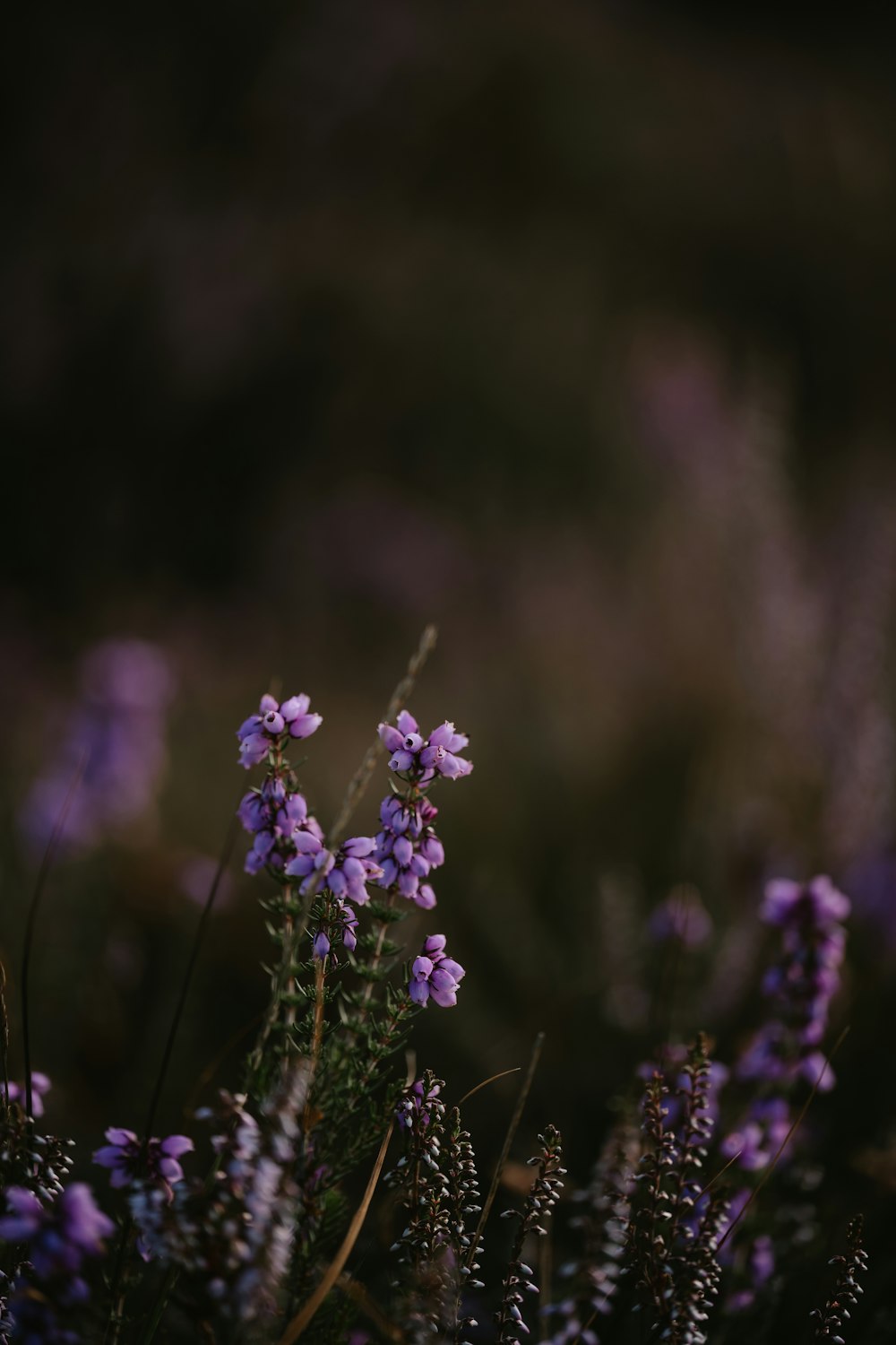 a close up of purple flowers